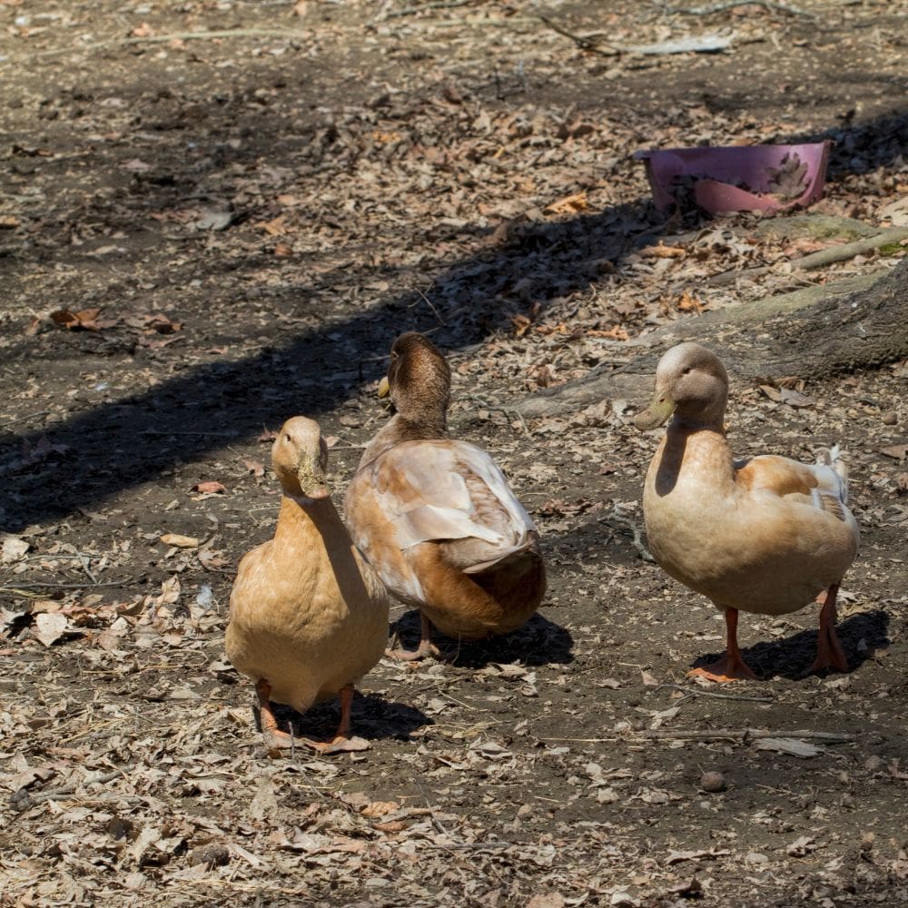 Three Buff Orpington ducks standing on ground with leaves and twigs