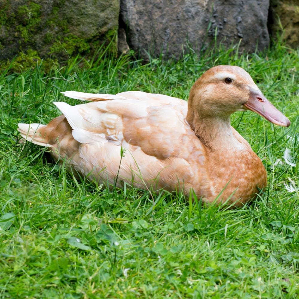 Buff Orpington duck laying in green grass