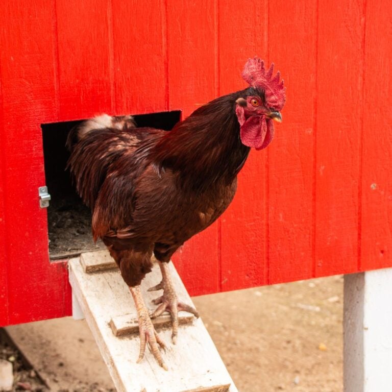 What To Do In Your Coop In July