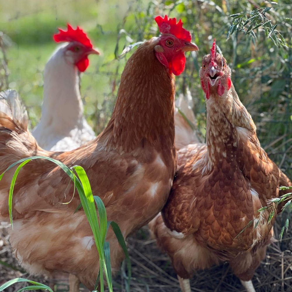 Three hens standing together in some grass and brush