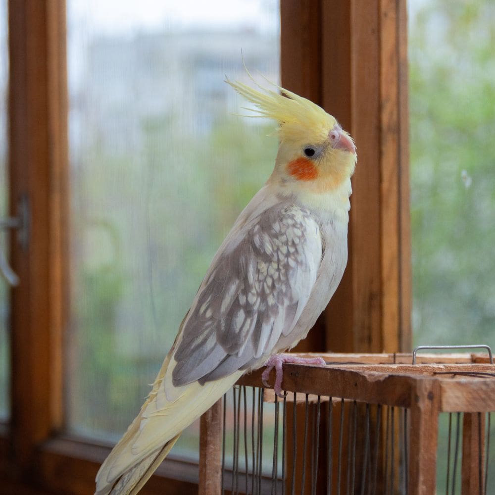 Cockatiel Parrot standing on a small cage with blurred windows in background