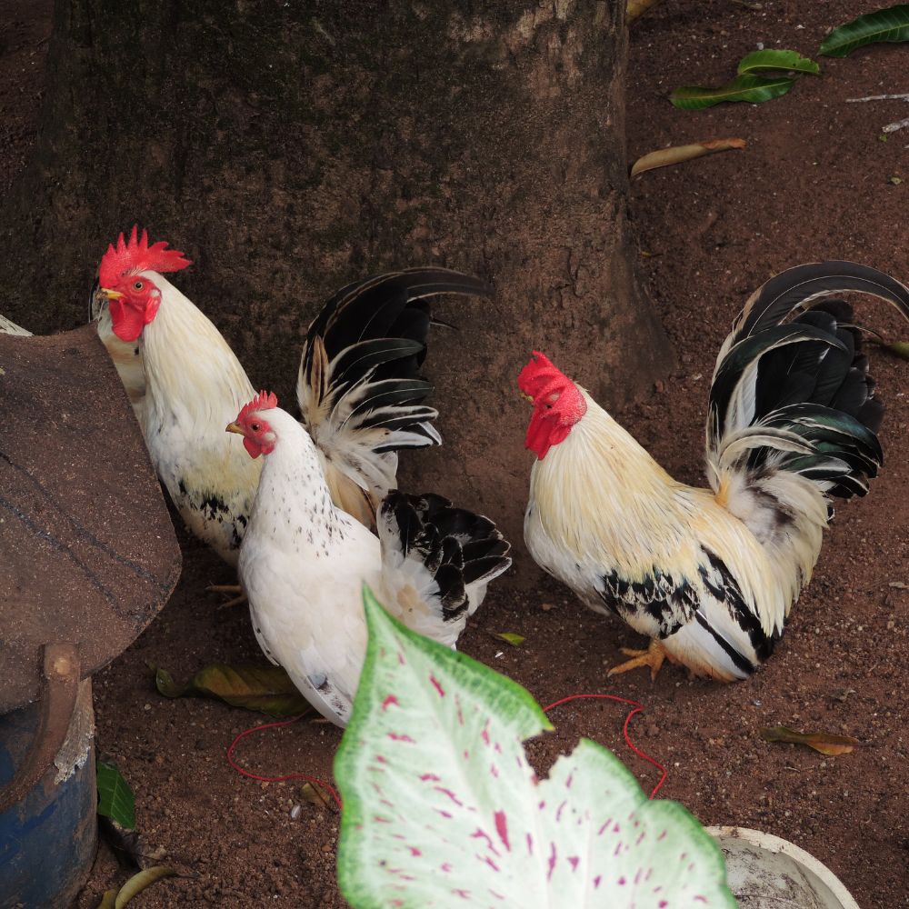 Dorking chickens standing on dirt covered area