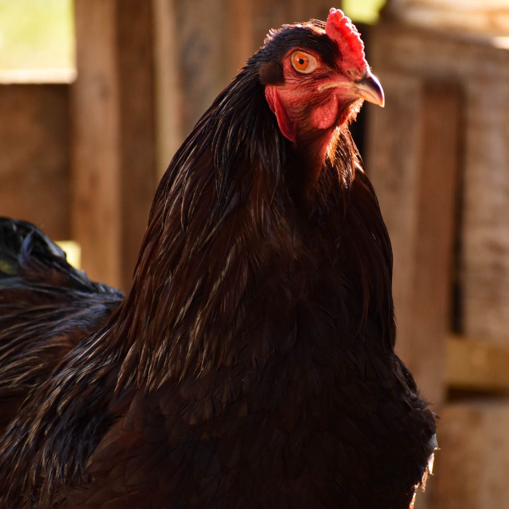 Best Dual Purpose Breed Chickens, Serenity Sprouts, Blue Partridge Brahma