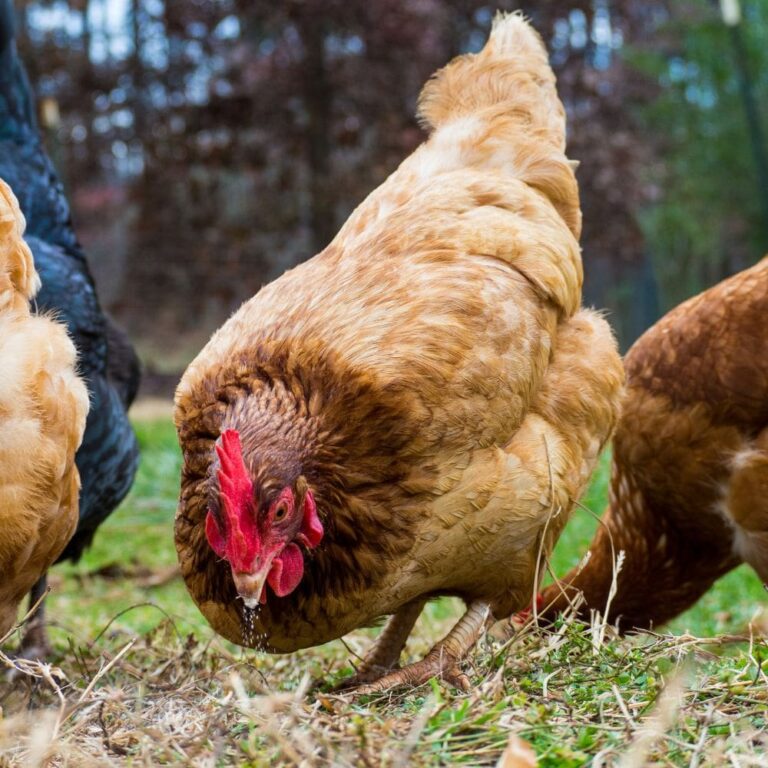 Ten of the Best Dual Purpose Chickens
