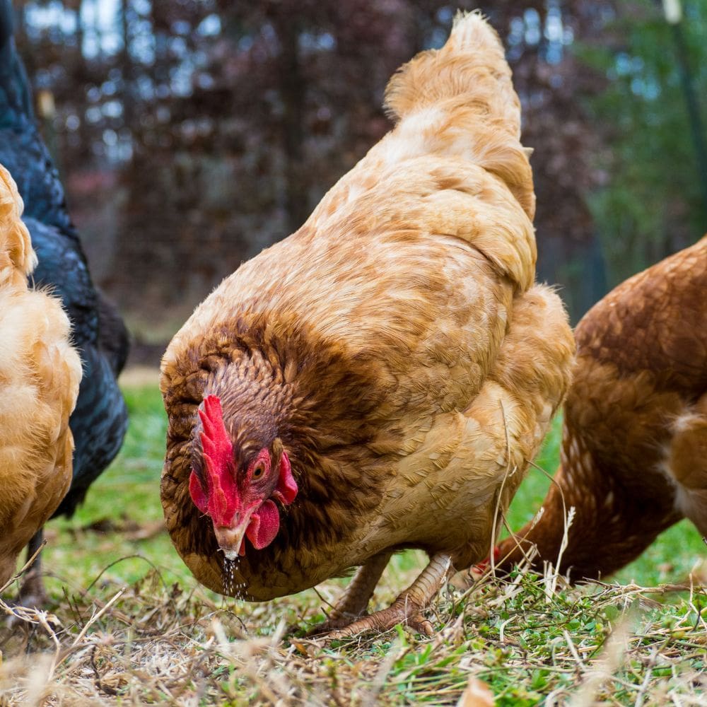 Best Dual Purpose Breed Chickens, Serenity Sprouts, Blue Partridge Brahma