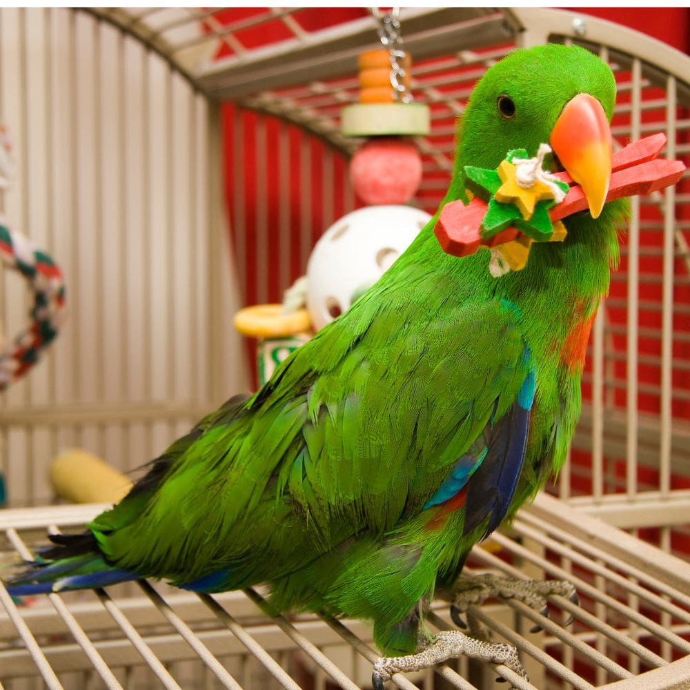 Eclectus Parrot standing in a bird cage with a toy in its mouth