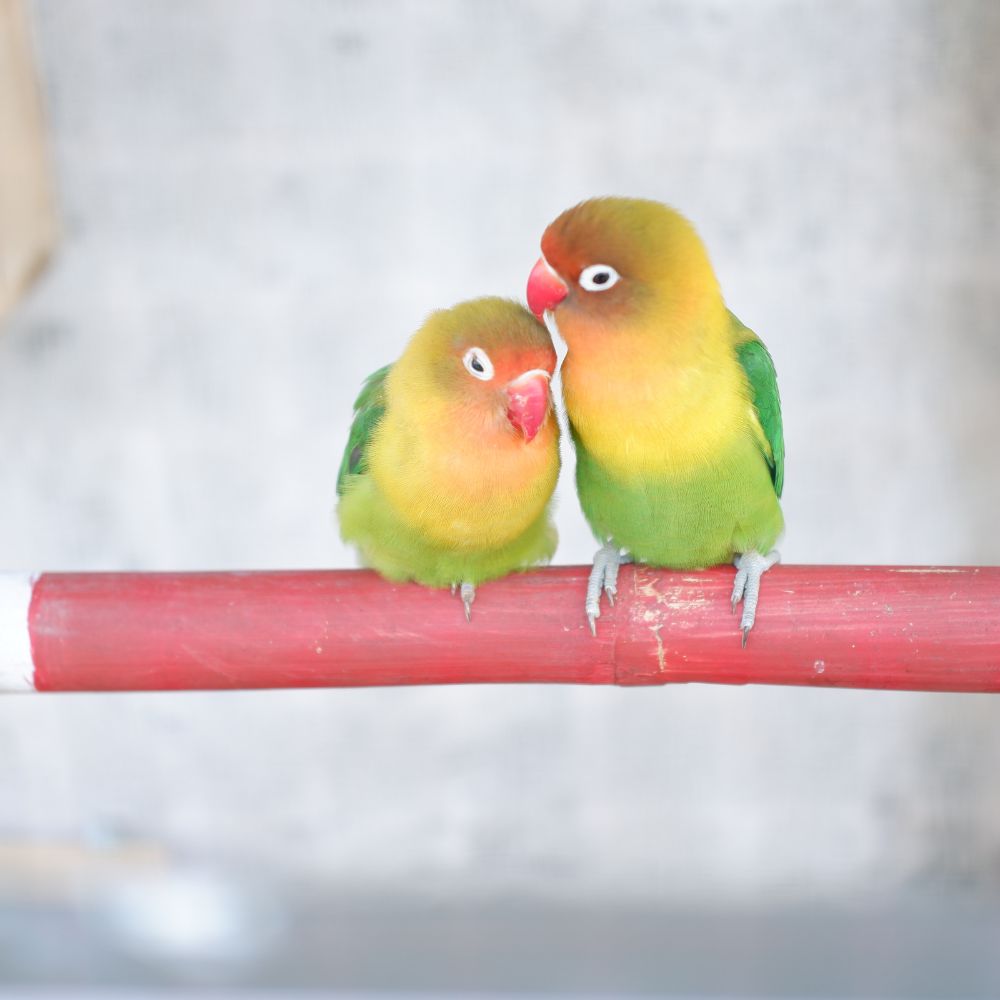 Two Lovebirds standing on a perch and snuggling