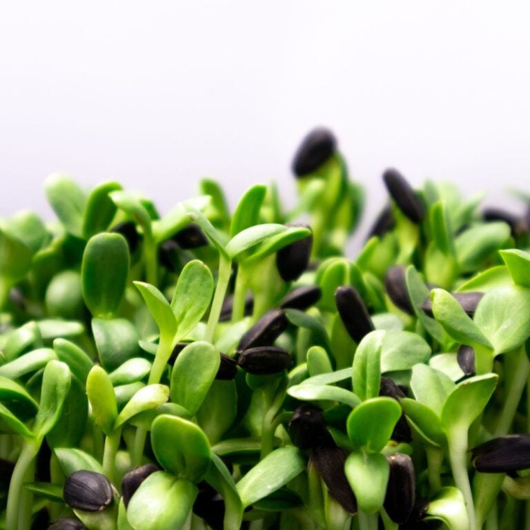 Microgreens for Chickens! Grow Microgreens As A Healthy Treat!