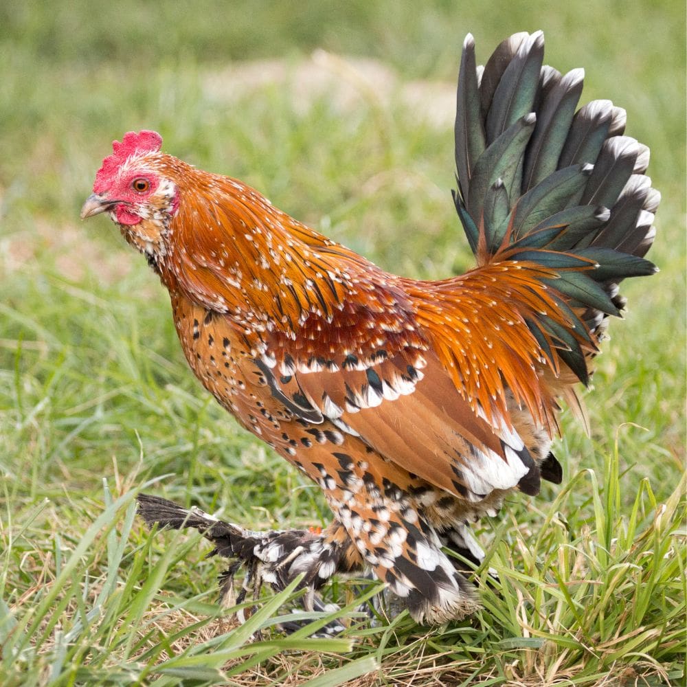 Mille Fleur d’Uccle chicken standing in green grass
