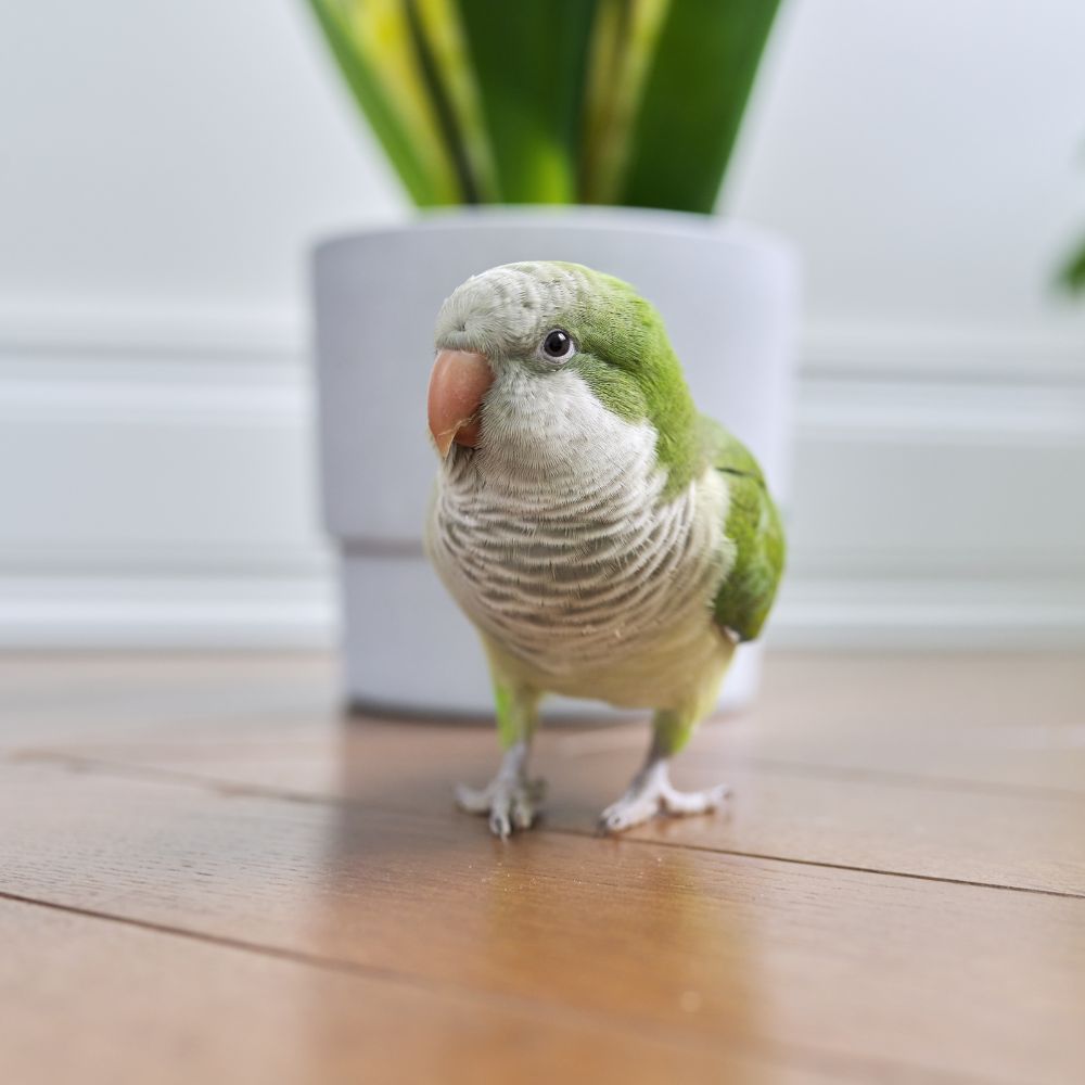 Quaker Parrot standing on wood table with blurred plant in background