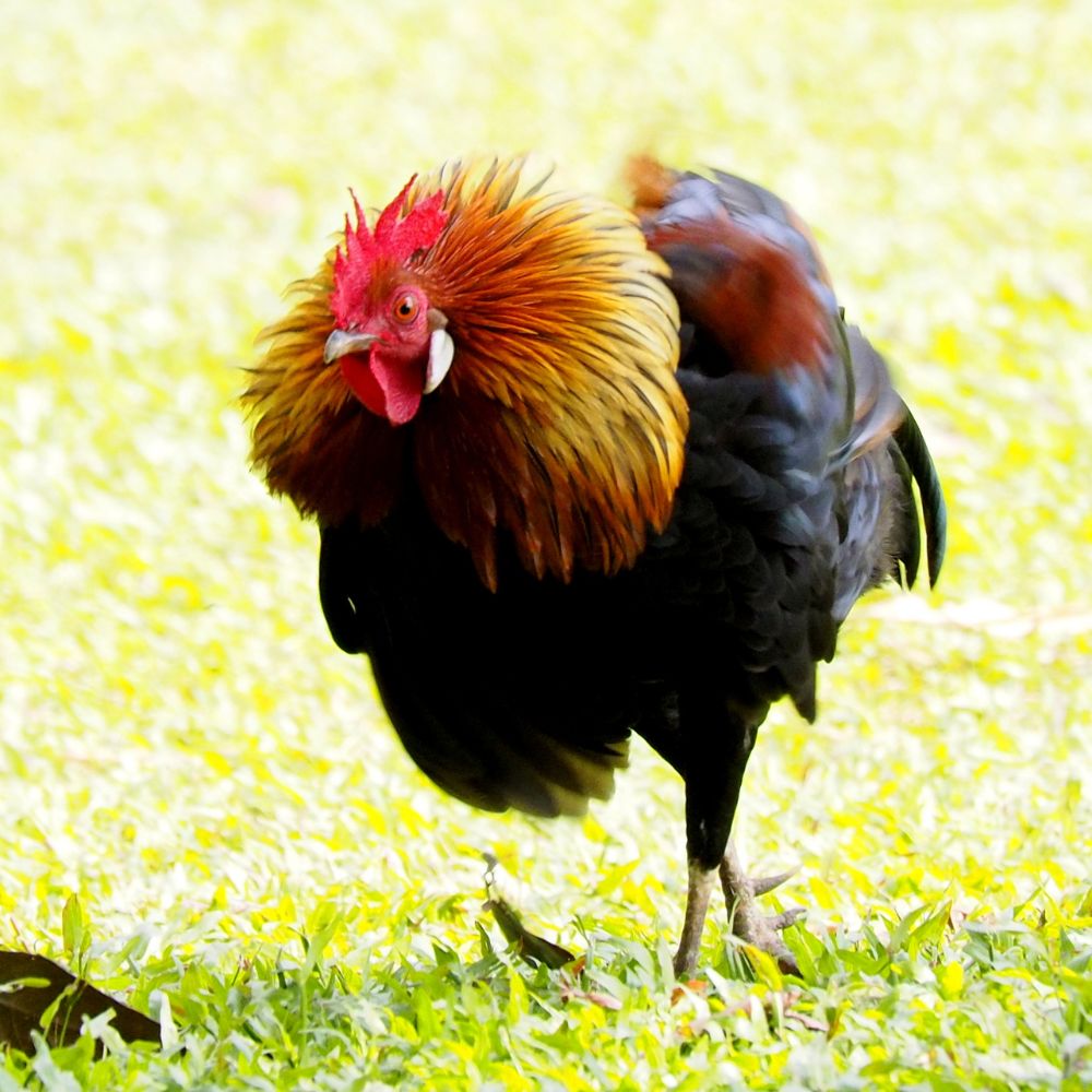 A rooster all fluffed up getting ready to attack
