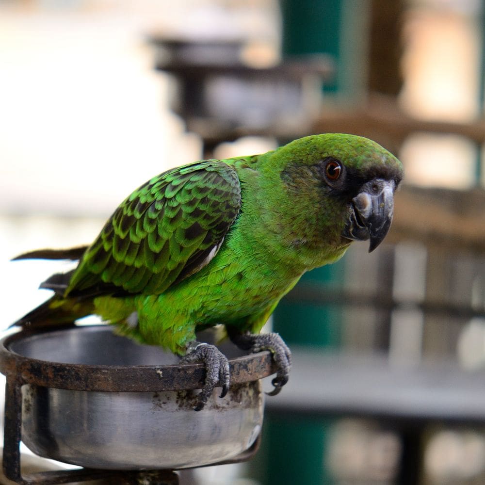 Senegal Parrot up close while standing on a feeding dish