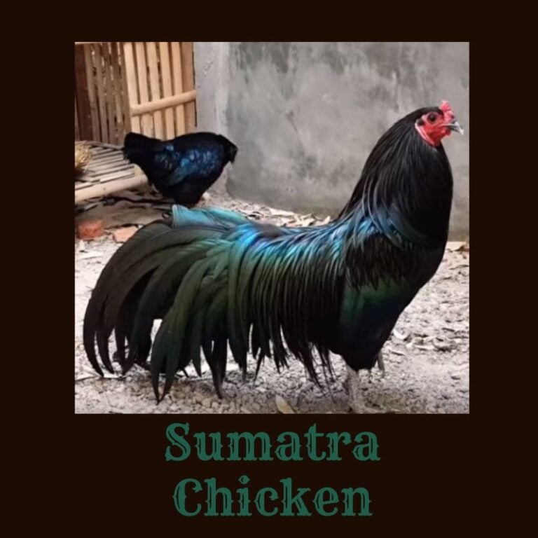 Sumatra Chicken – Mysterious Beauty