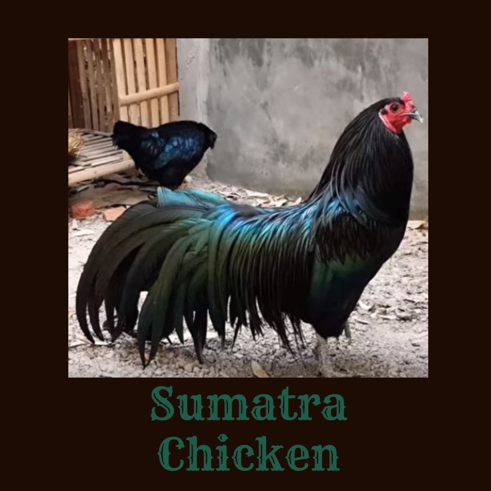 Sumatra chicken standing in front of concrete wall