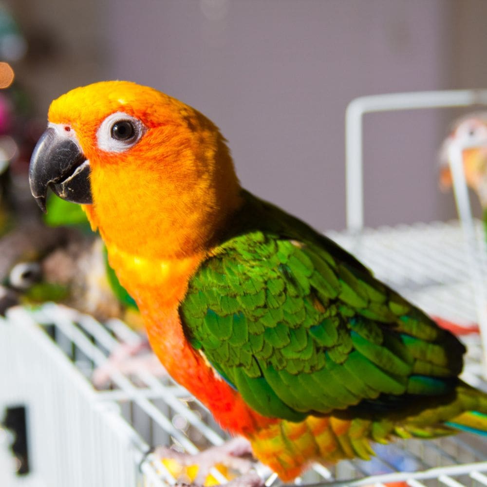 Sun Conure standing on wire cage with blurred background