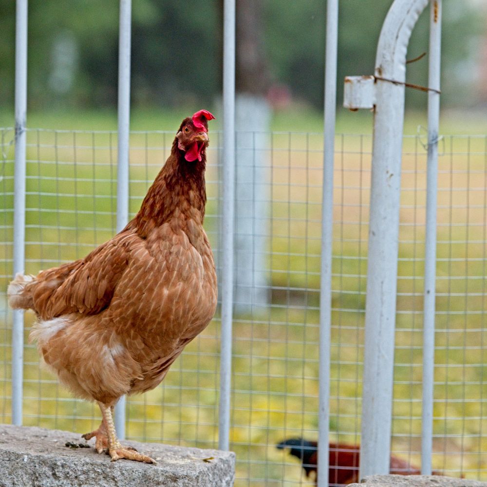 Urban chicken standing next to fence
