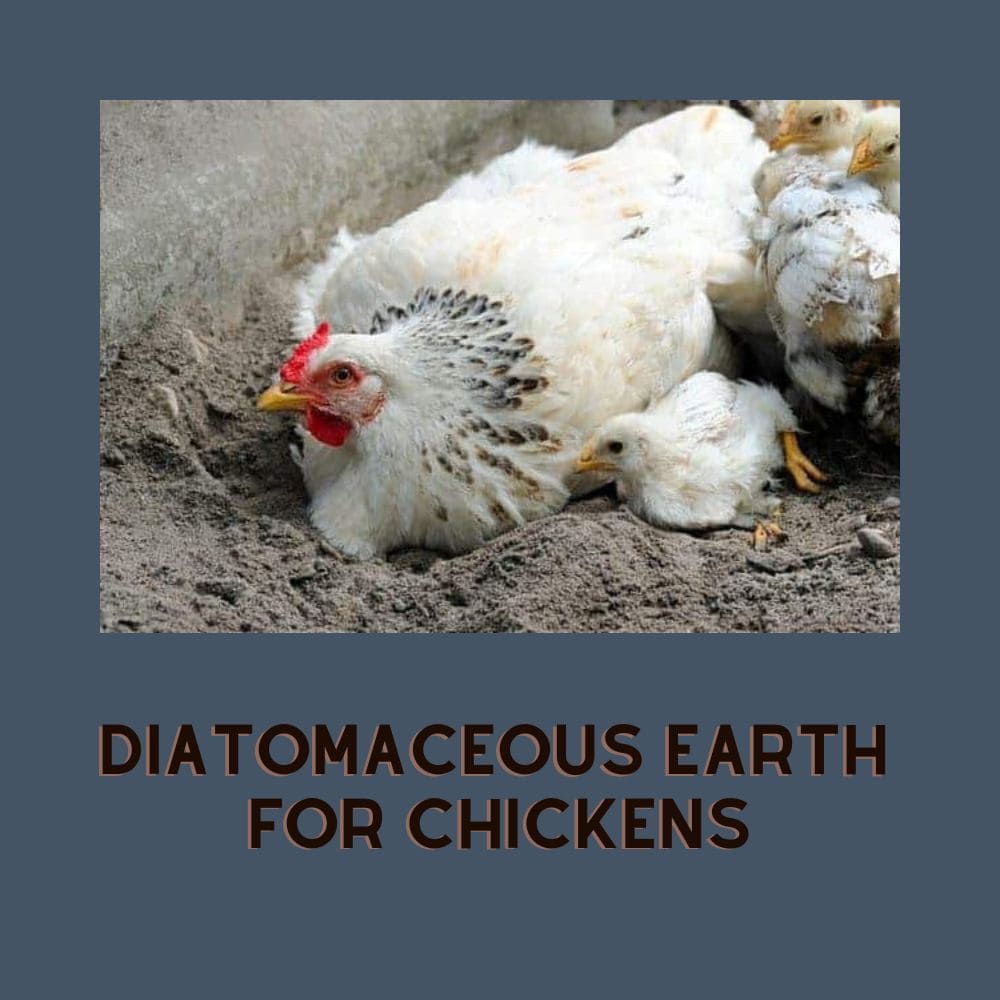 diatomaceous earth for chickens