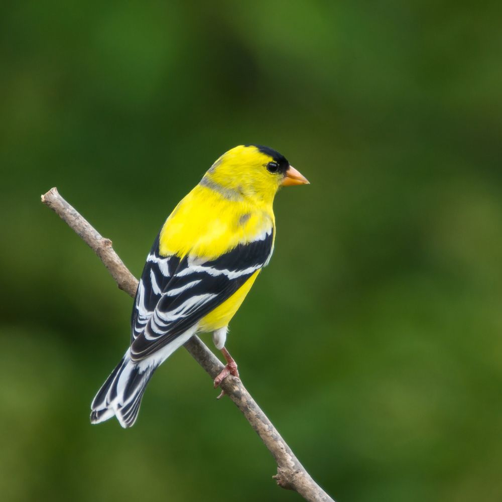 American Goldfinch sitting on a branch with blurred background