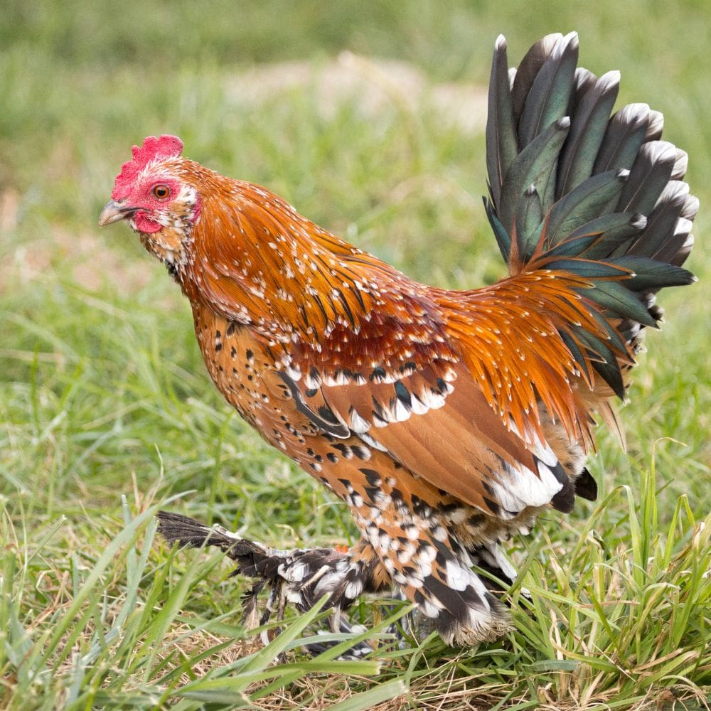 Mille Fleur bantam chicken standing in grass