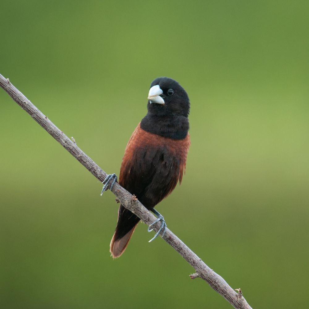Chesnut Munia finch sitting on a small branch with blurred green backgound