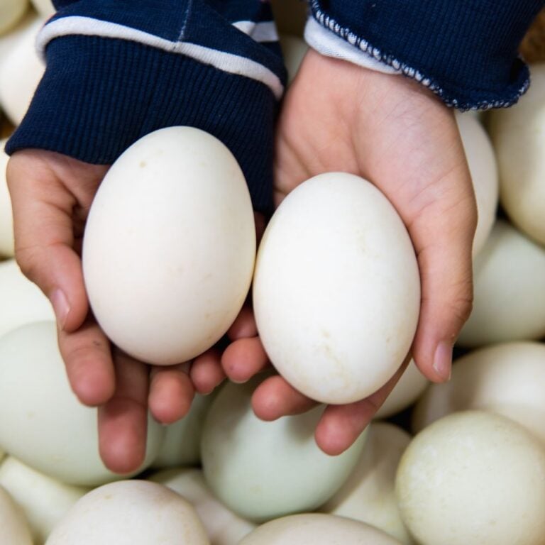 Duck Eggs: Nutrition & Buyer’s Guide