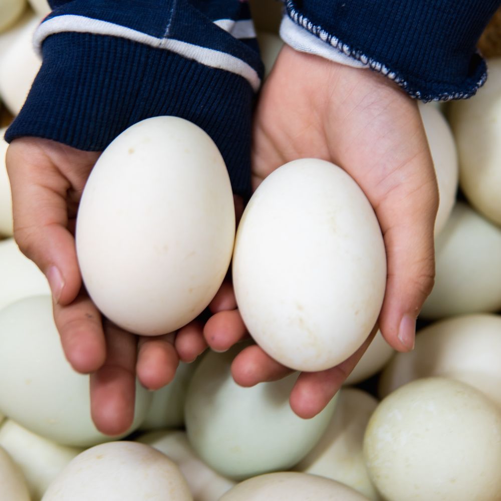 Duck Eggs in hands