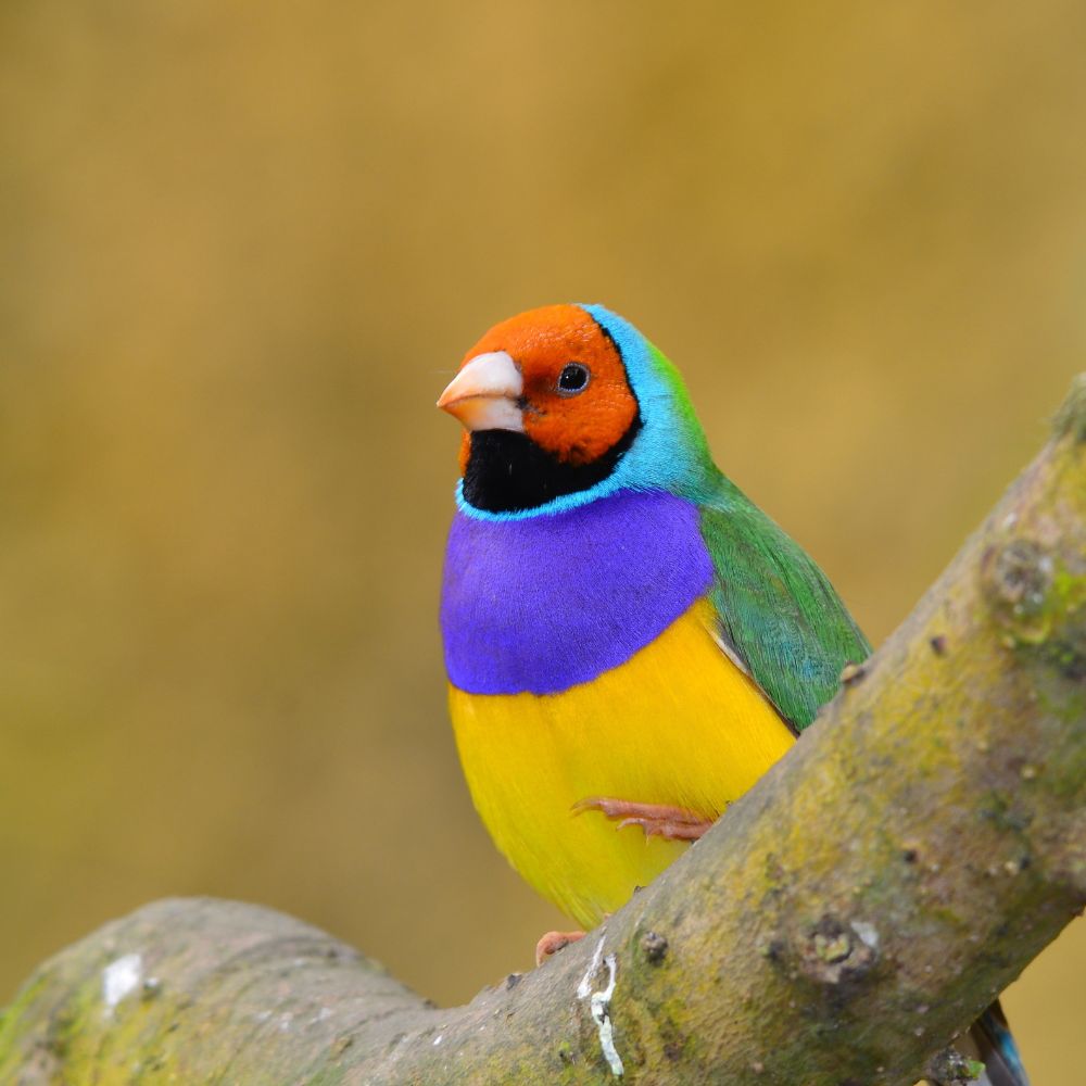 Gouldian Finch sitting on a tree with blurred background