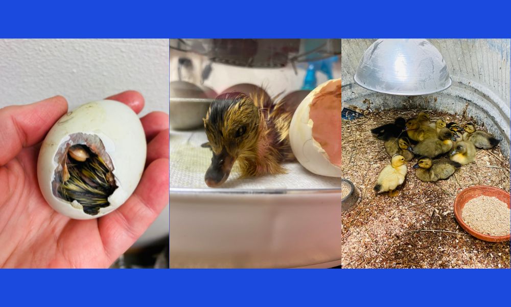 Three photos - a duckling partially hatched, a duckling freshly hatched, and ducklings in a brooder