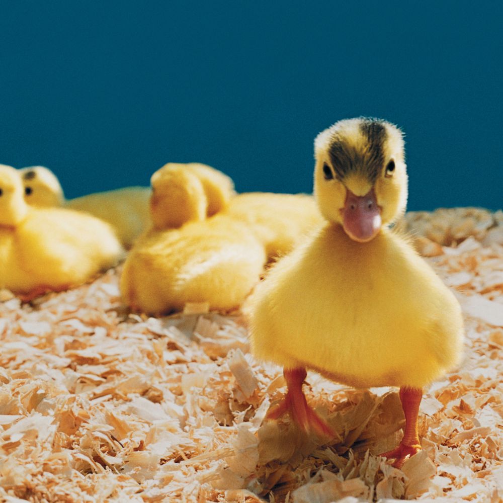 Cute duckling facing the camera with other ducklings laying down in the background