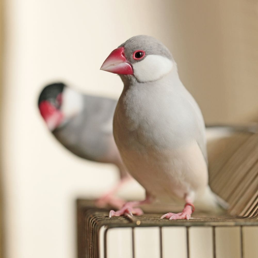 Two Java Sparrows sitton on a cage