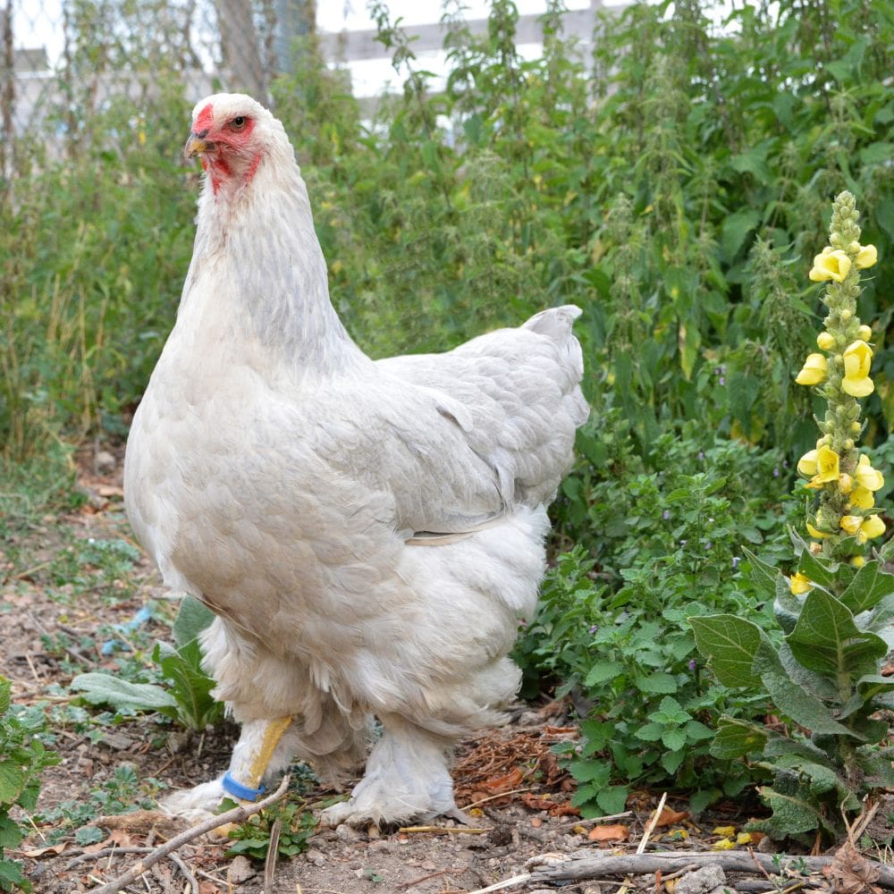 White Jersey Giant hen standing with greenery behine her