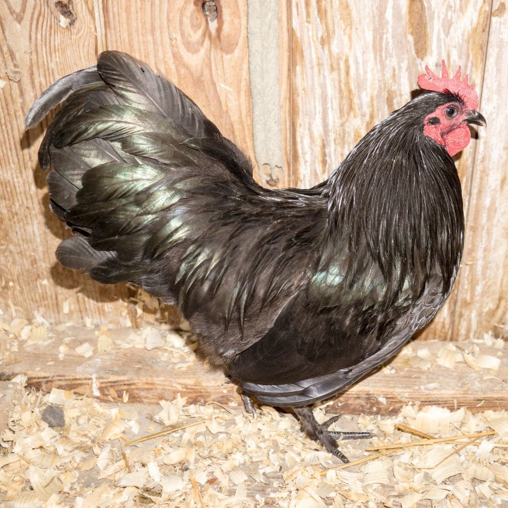 10 Largest Chicken Breeds That Are Also Great Pets