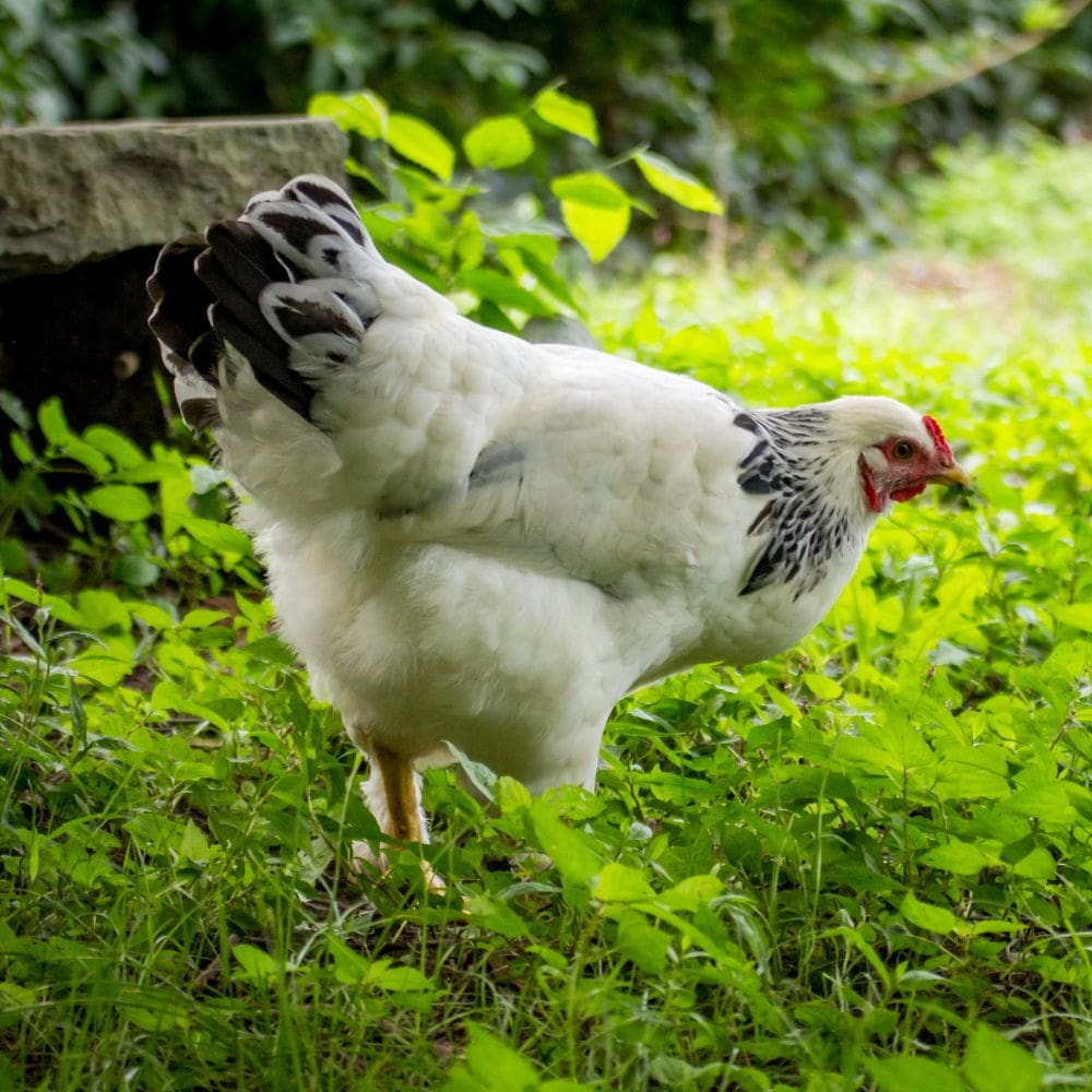 Light Brahma hen standing in greenery with sunlight shining in around her