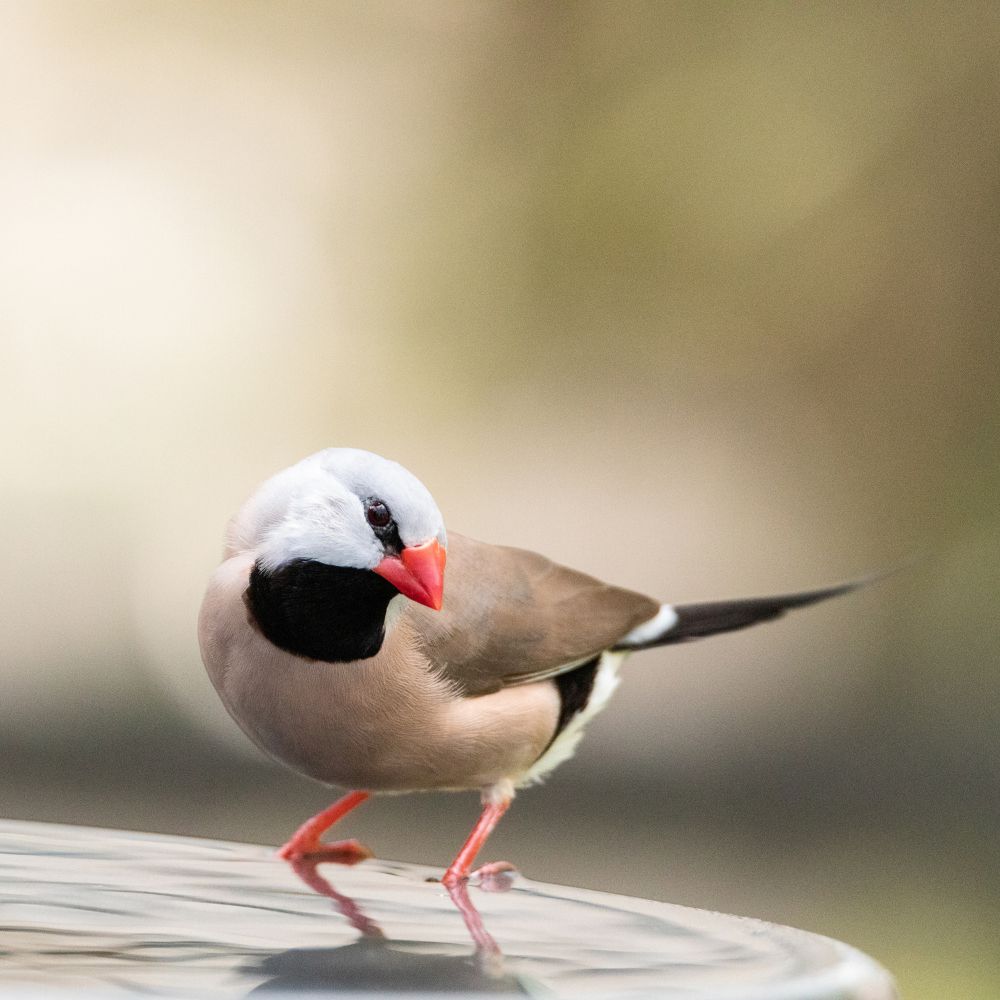 Long tailed Finch looking sweetly at the camera