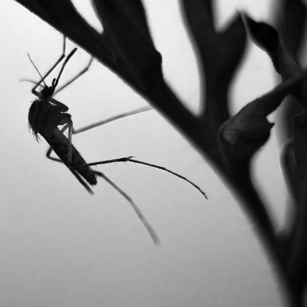 A silhouette of a mosquito on a plant