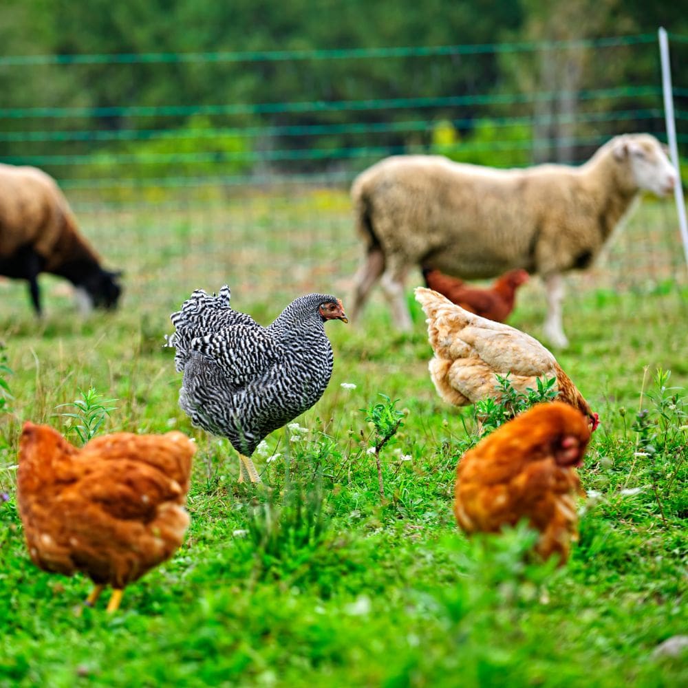 Hens happily pecking in a field of green with sheep in the background