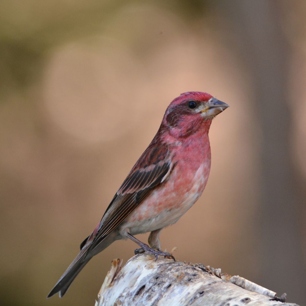 Purple Finch sittin on a branch with blurred background