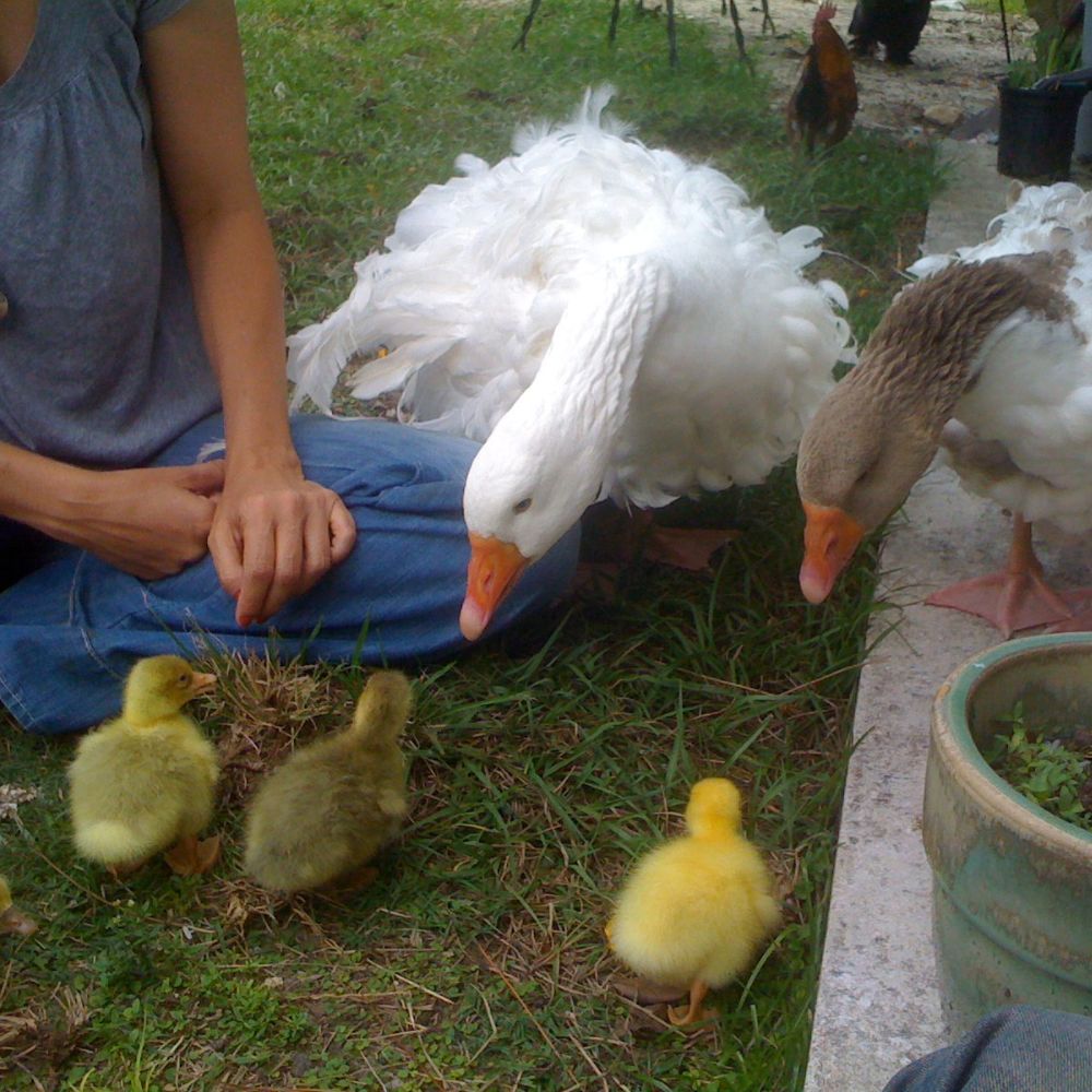 Sebastopol Goose showing curiousity about goslings that aren't hers