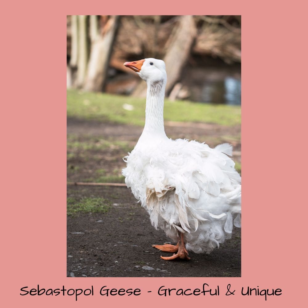 Sebastopol goose standing in an upright position
