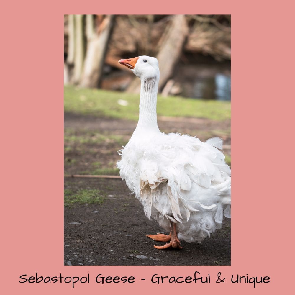 Sebastopol Geese - Graceful and Unique