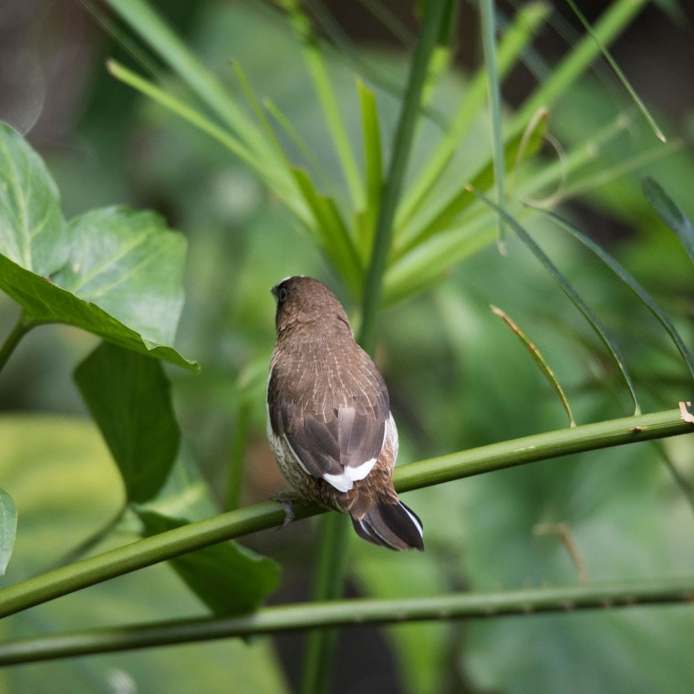 Society Finch sitting on a plant, view is of back of finch