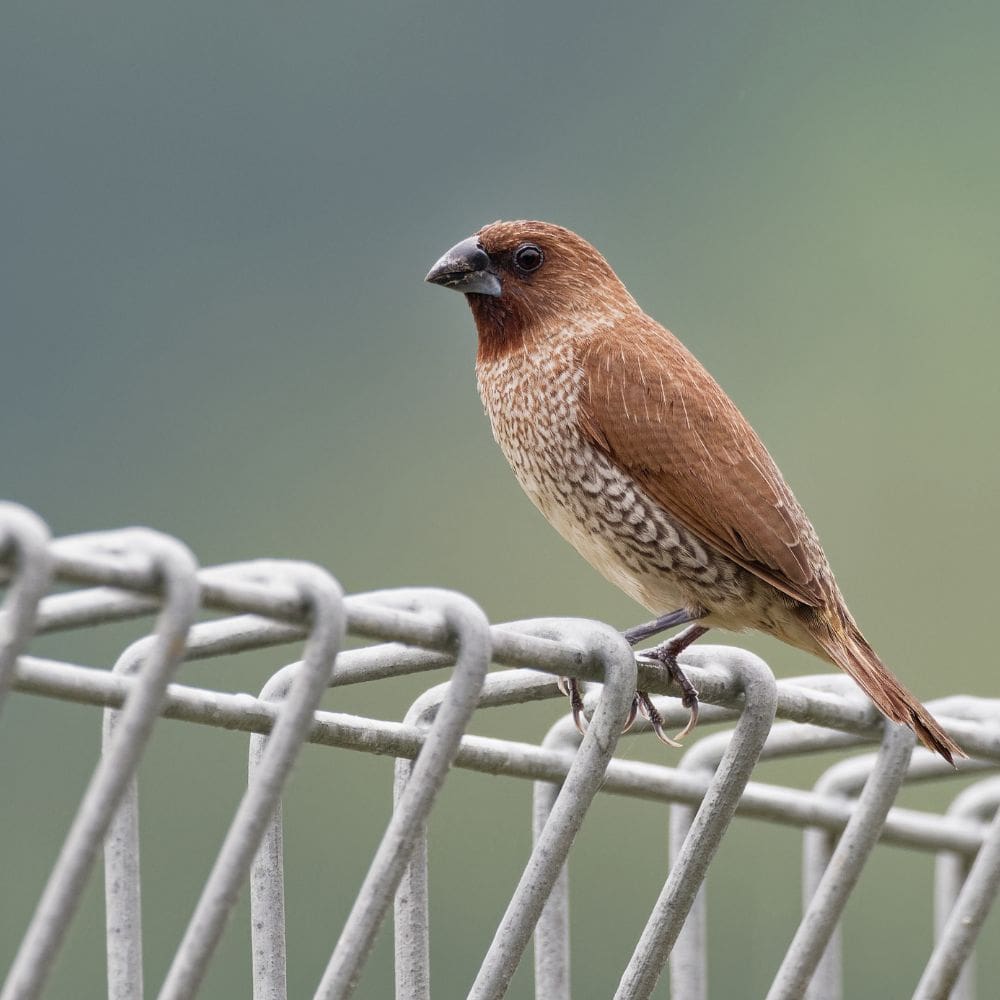 Spice Finch sitton on wire cage