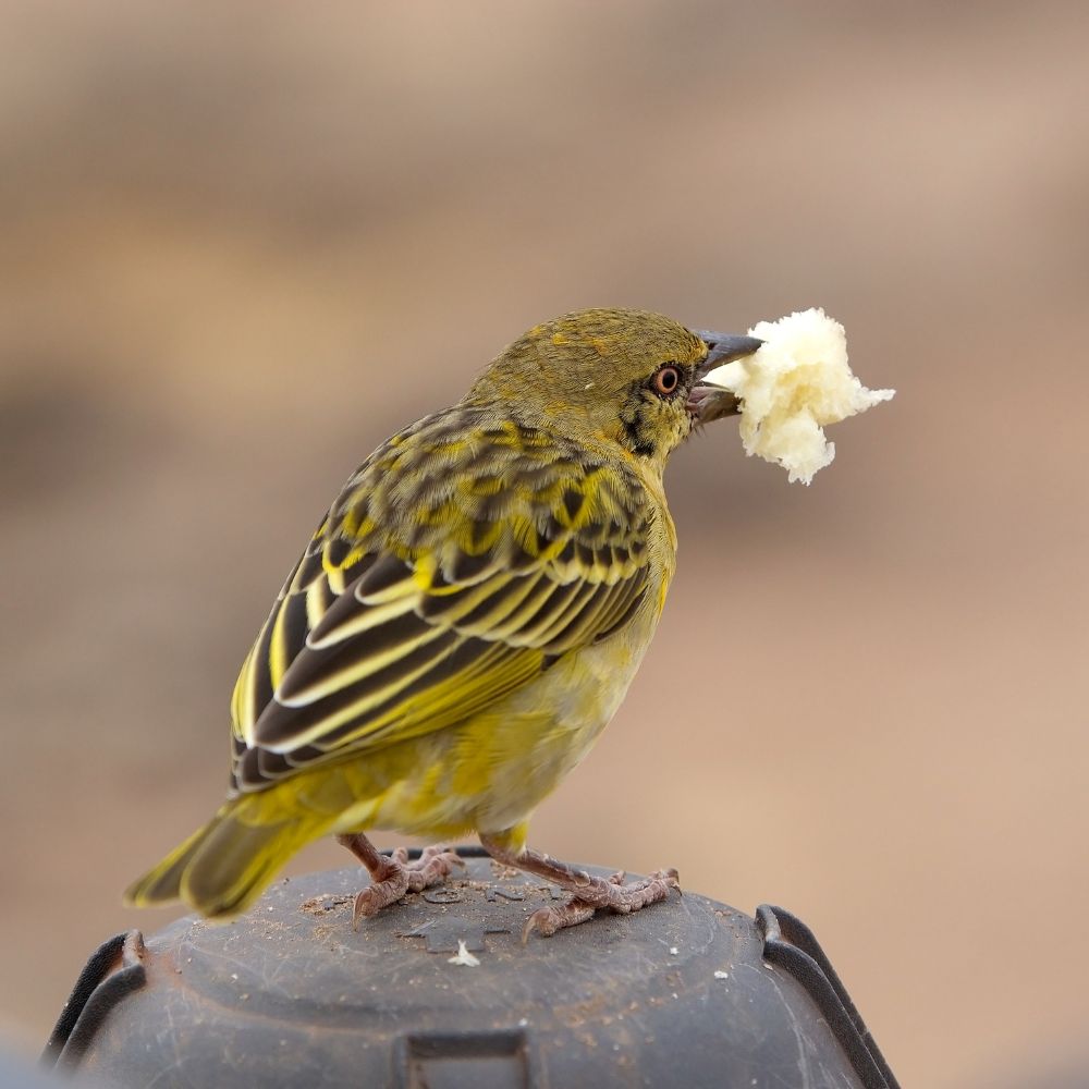 Yellow Fronted Canary finch with a piece of fruit in its mouth