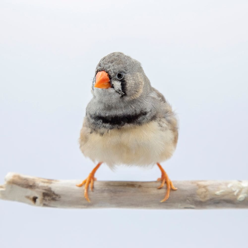 Zebra Finch sitting on a branch with all off white background
