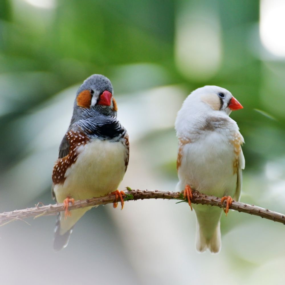 Two Zebra Finches sitting on a small branch with blurred background