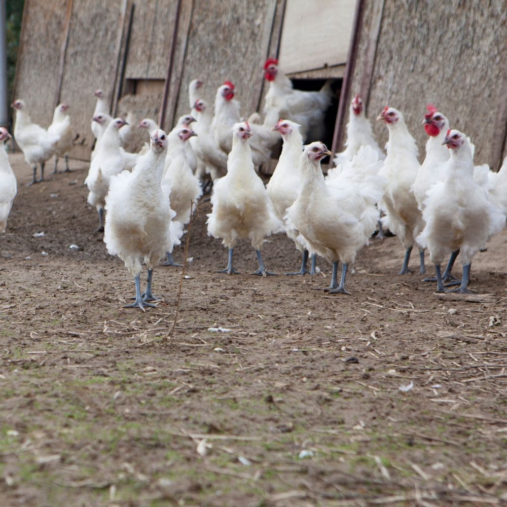 Bresse Chicken flock in front of coop