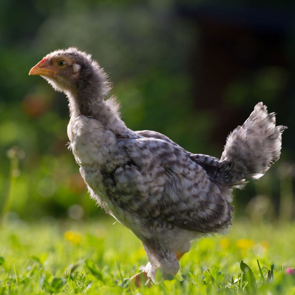 Pullet standing on green grass