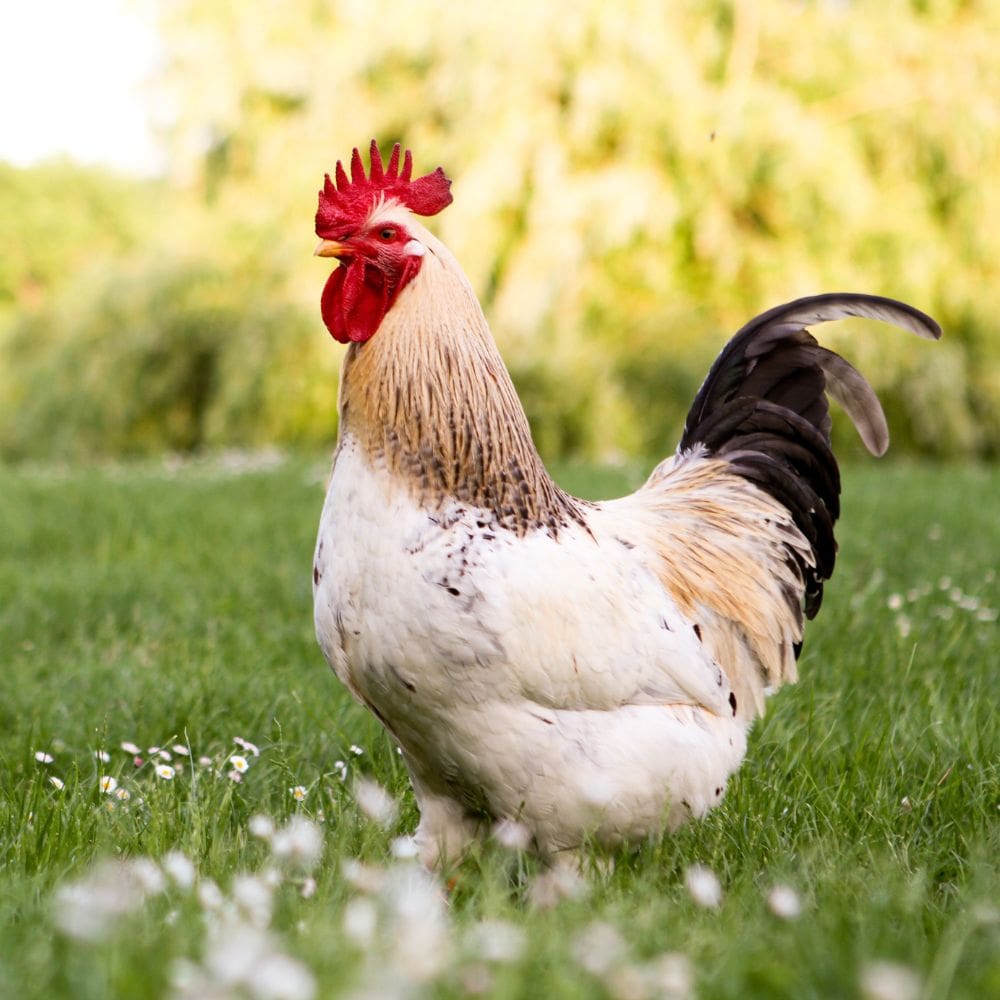 White, brown and black rooster standing on greene grass. Hen vs chicken