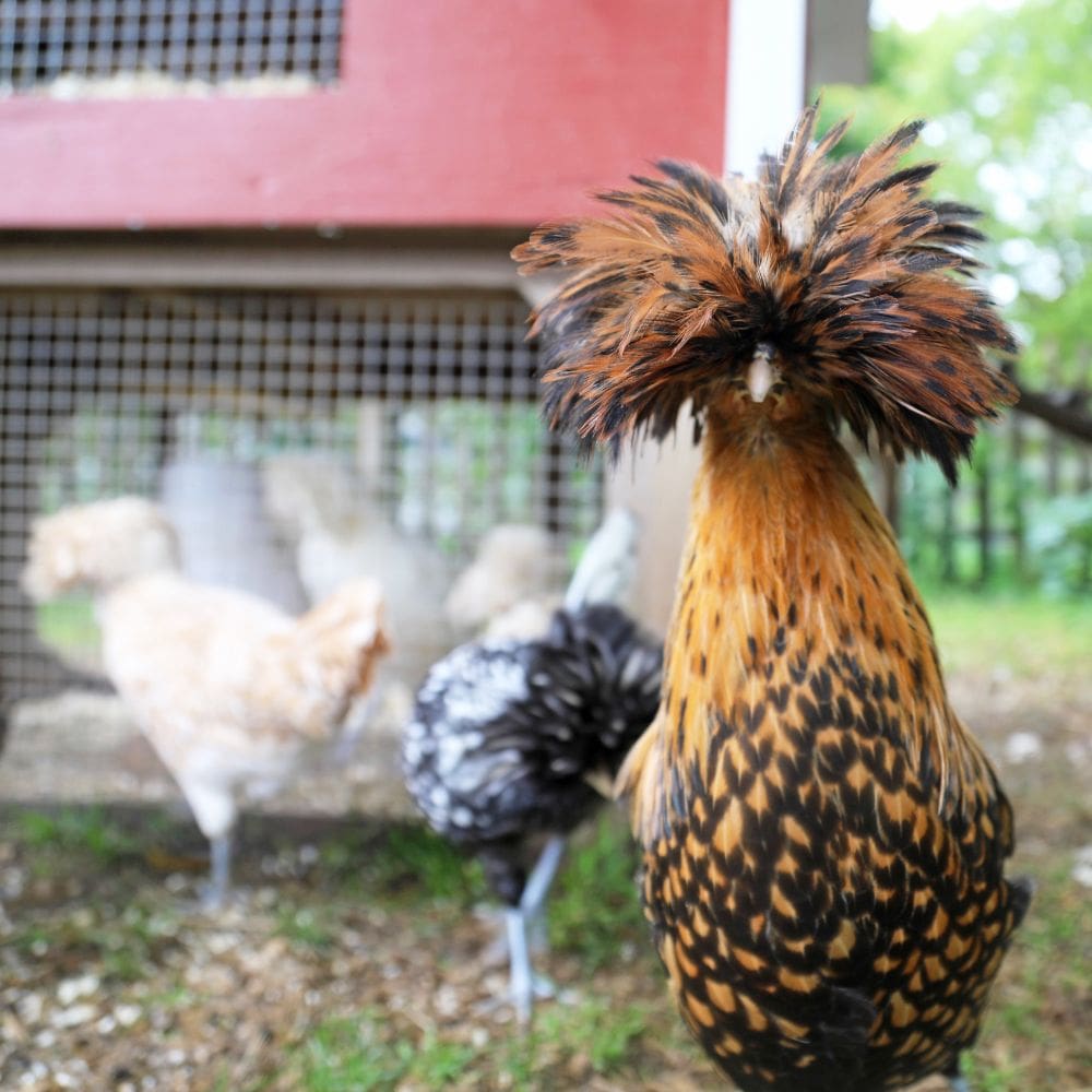 Polish chicken looking adorable with coop and other chickens blurred in background