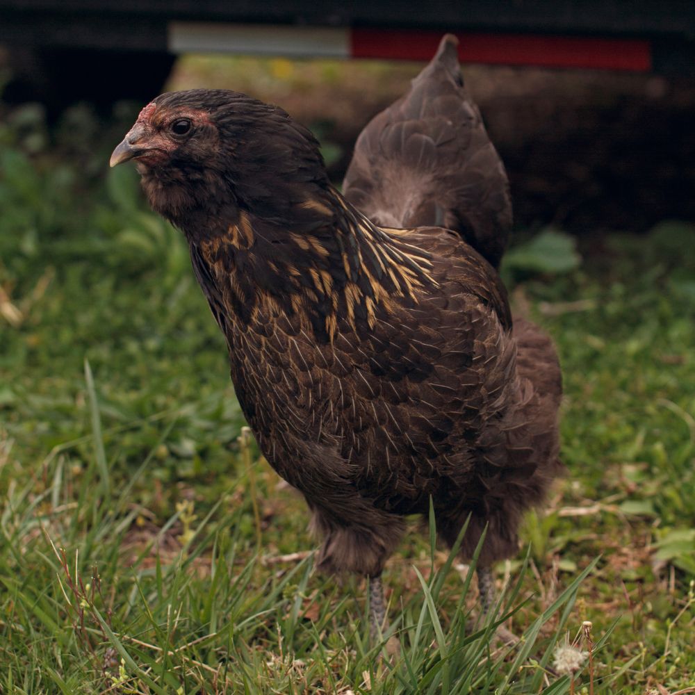 Olive Egger chicken standng on grass